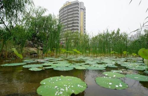 郑州 雨中游 雨园 图
