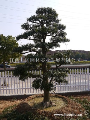 【日本造型罗汉松LHS008供应|精品苗木、工程苗木江西井冈园林实业发展商铺