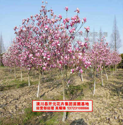 河南开元园林生态实业
