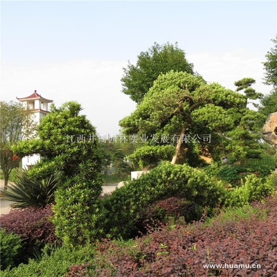 【罗汉松商|江西省吉安市吉州大道5号罗汉松】江西井冈园林实业发展罗汉松价格