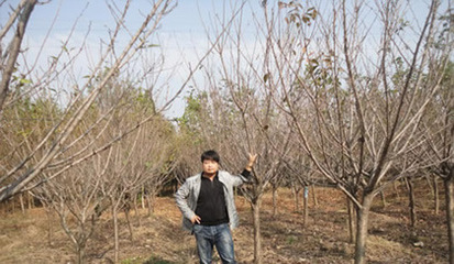 【日本樱花,日本晚樱,日本早樱花基地】价格,厂家,图片,乔木,河南开元园林生态实业-