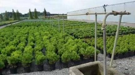 江西翰林实业 从“园林新秀”到“苗木标杆”的崛起之路