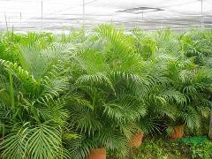 散尾葵供应与园林绿化——广东华美霖园林实业的专业服务