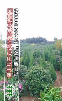 构骨苗与构骨球价格行情解析及园林实业销售指南——聚焦冠幅80-120厘米构骨球